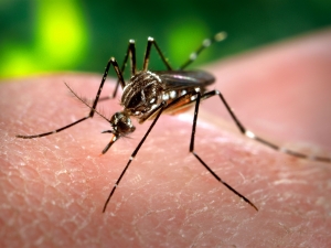 Dengue e a Responsabilidade do Município